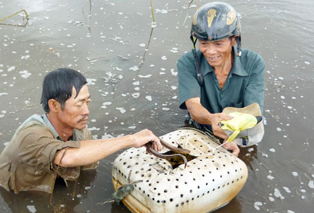 Minh “lịch” trả công cho người phụ việc 100 ngàn đồng/ngày và họ chỉ việc ghé thùng vào khi anh tóm được con lịch.