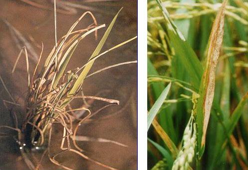 Cây lúa bị cháy do bệnh bạc lá (ảnh trái) và vết bệnh trên lá