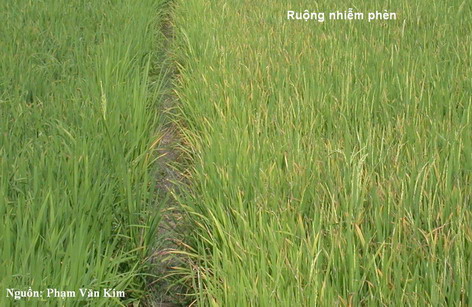 Ruộng lúa nhiễm phèn (Ảnh: Internet)