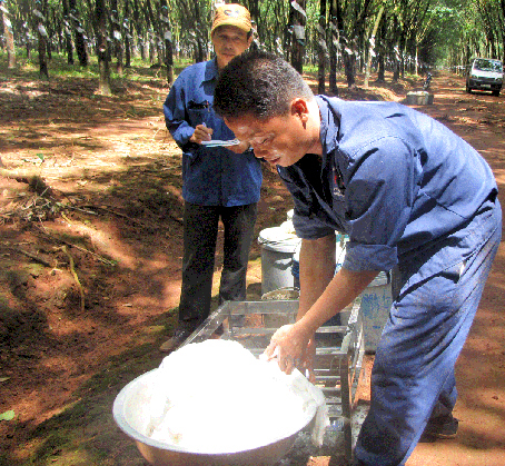 Collecting rubber latex in Long Thanh district