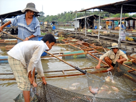 Thu hoạch cá điêu hồng nuôi ở bè của anh Cần trên sông Cái thuộc phường Thống Nhất (TP. Biên Hòa).