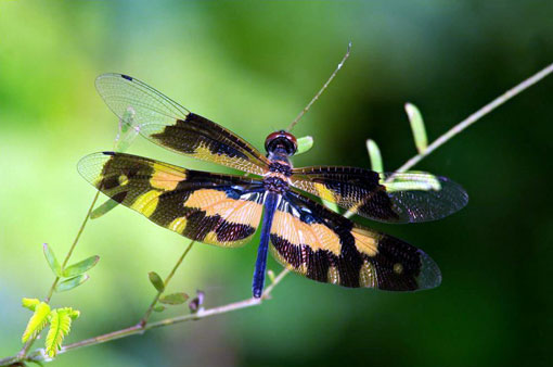 Việt Nam Xanh - Vẻ đẹp ngỡ ngàng của loài ’chuồn chuồn cánh bướm’