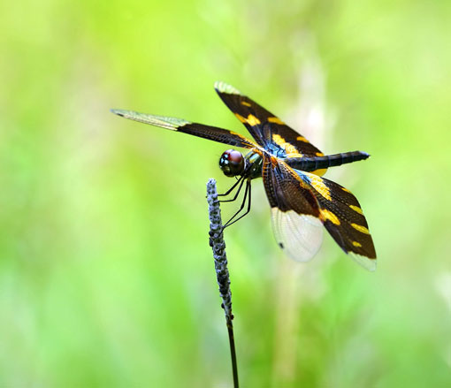 Việt Nam Xanh - Vẻ đẹp ngỡ ngàng của loài ’chuồn chuồn cánh bướm’ (Hình 2).