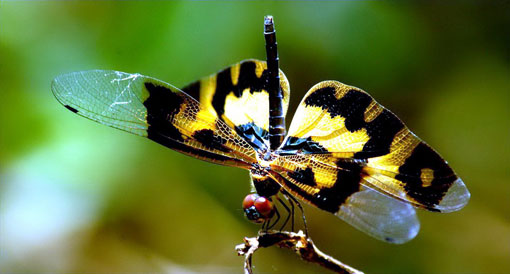 Việt Nam Xanh - Vẻ đẹp ngỡ ngàng của loài ’chuồn chuồn cánh bướm’ (Hình 3).