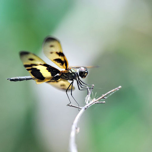 Việt Nam Xanh - Vẻ đẹp ngỡ ngàng của loài ’chuồn chuồn cánh bướm’ (Hình 4).