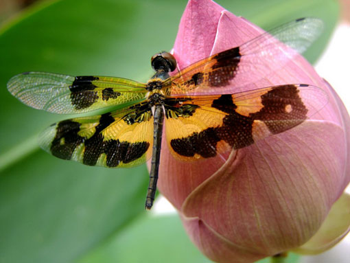 Việt Nam Xanh - Vẻ đẹp ngỡ ngàng của loài ’chuồn chuồn cánh bướm’ (Hình 5).