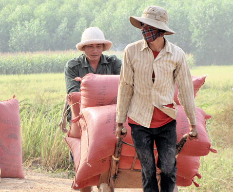 Farmers in Vinh Cuu district's Tan An commune harvest rice