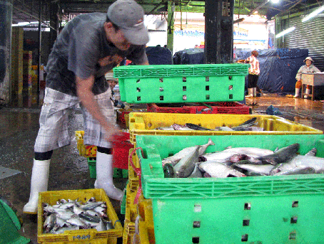 Cá biển về chợ đầu mối Hóa An (TP. Biên Hòa) ế hàng khiến nhiều thương lái đành phải trữ đông để bảo quản.