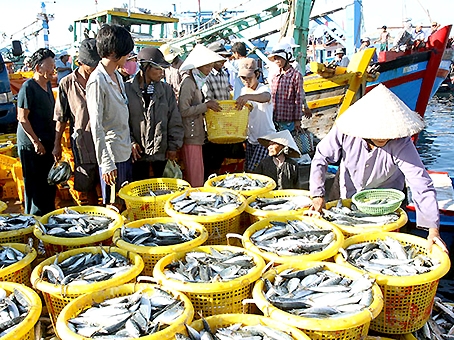 Ngư dân tỉnh Ninh Thuận thu hoạch cá sau một chuyến đánh bắt xa bờ.