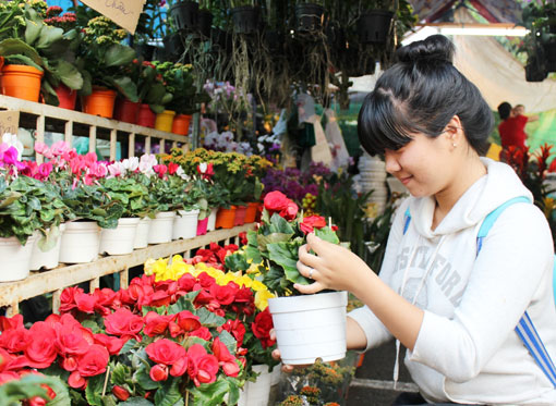 đa dạng hoa chậu nhỏ