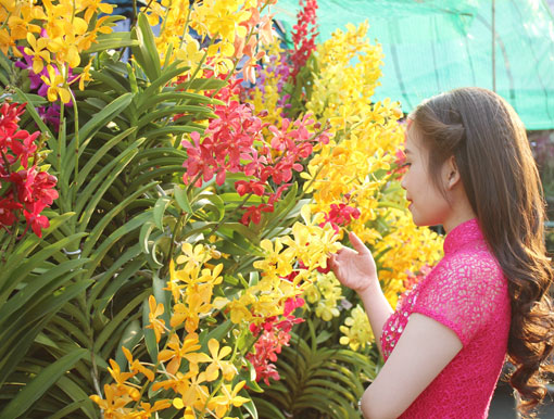 Hoa lan về chợ nhiều