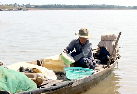 Cá cơm tại Bến Cá, thị trấn Vĩnh An (huyện Vĩnh Cửu) đánh bắt về được thương lái mua hết.