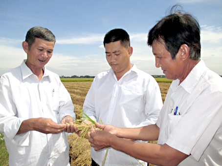 Nông dân Bình Hòa trao đổi về giống lúa mới.
