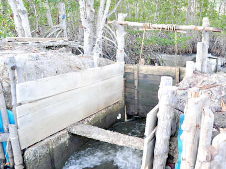 Đập được làm bằng gỗ và bê tông tại một đầm nuôi thủy sản.