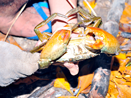 Cua bị cột càng trước khi bỏ vào túi. Ảnh: Đ.TÙNG