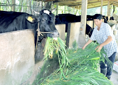 Ông Huỳnh Văn Lập chăm sóc cho đàn bò sữa của gia đình.