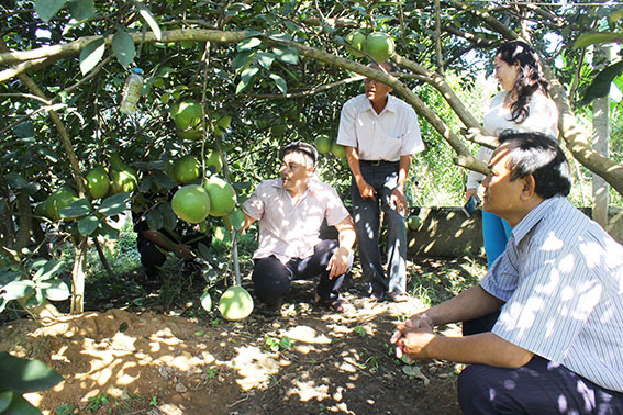 Nông dân thăm quan vườn bưởi đạt năng suất cao tại xã Bình Hòa. Ảnh: B.Nguyên