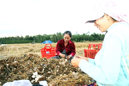 Nông dân trồng nấm rơm phấn khởi vì được mùa, trúng giá.  Trong ảnh: Nông dân thu hoạch nấm rơm tại huyện Định Quán.