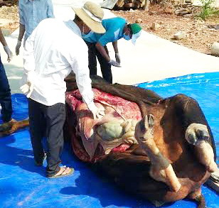 Officers examine the dead gaur at a sanctuary in Dong Nai Province.