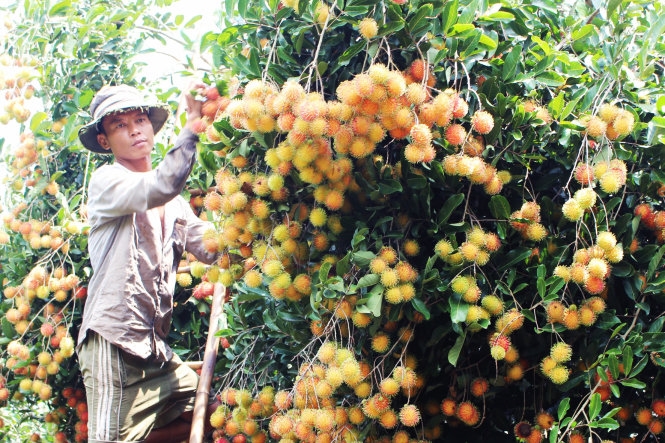 Farmers harvests rambutan in Dong Nai. The National Office of Intellectual Property has granted protection under geographical indication for Long Khanh rambutan, which is grown in Dong Nai. — Photo tuoitre.vn