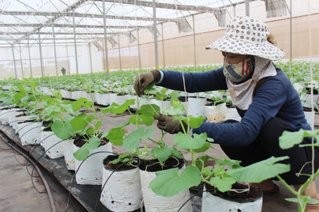 Mô hình trồng dưa lưới trong nhà màng tại Trung tâm Ứng dụng công nghệ sinh học Đồng Nai.