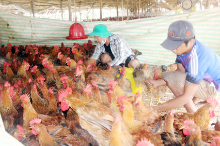 A chicken farm in Thong Nhat district.