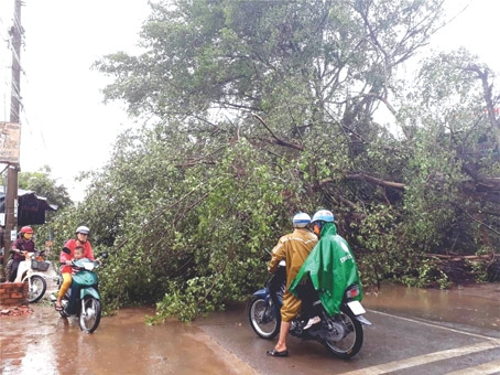 Cây si lớn tại cây xăng Đức Thành, xã Phú Túc (huyện Định Quán) bị đổ tràn ra chiếm hết phần đường vào chiều 22-4.  Ảnh: H.Nguyên