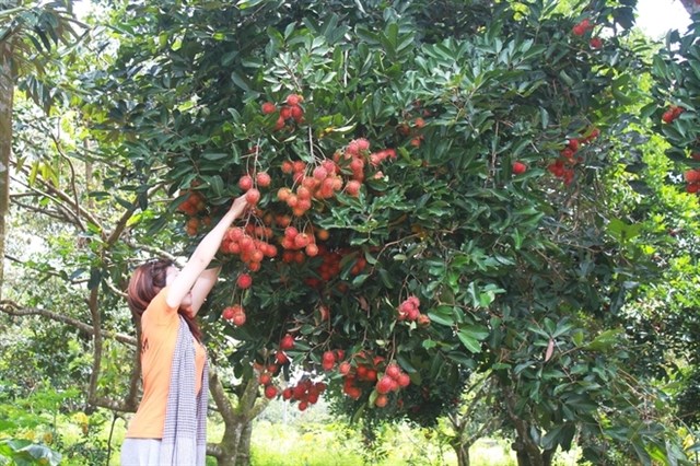 An orchard in Long Khanh town (Source:Internet).