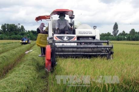 A large-scale rice field in Dong Nai province. (Photo: VNA)