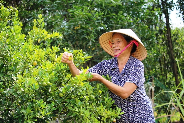 Ngoài rau sạch, bà Mai Thị Tư còn trồng tắc, chanh và nhiều cây ăn quả khác.