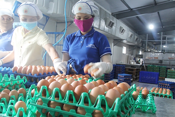 Sản xuất trứng gà tại Công ty TNHH thương mại dịch vụ, sản xuất và chăn nuôi Thanh Đức (huyện Xuân Lộc). (Ảnh Hải Quân)