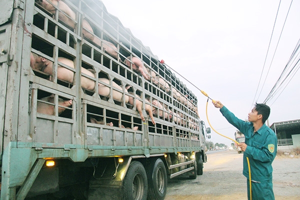 Lực lượng chức năng phun thuốc khử trùng cho các xe chở heo qua chốt kiểm dịch động vật trên quốc lộ 1 (xã Xuân Hòa, huyện Xuân Lộc)