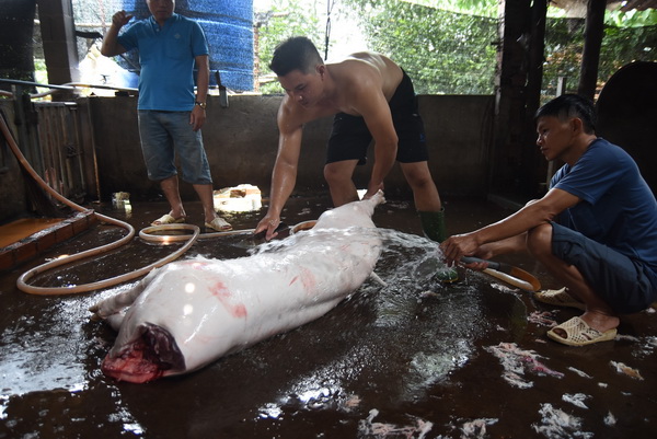 heo được giết mổ trên nền bẩn, không đảm bảo vệ sinh