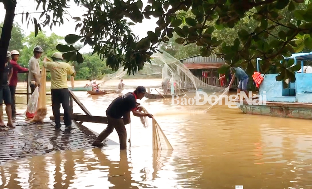 Người dân tại xã Thanh Sơn thả lưới bắt cá bè bị lũ cuốn ra sông. 