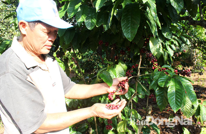 Nông dân huyện Thống Nhất thu hoạch cà phê. Ảnh: B.Nguyên