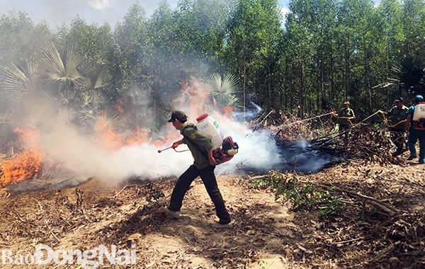 Nhân viên Phân trường Gia Phu Ban Quản lý rừng phòng hộ Xuân Lộc đốt xử lý thực bì để phòng, chống cháy lan, cháy lớn