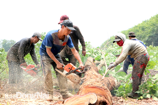Công nhân cưa cây cao su trong khu vực ưu tiên giải phóng mặt bằng thuộc địa bàn xã Bình Sơn, H.Long Thành