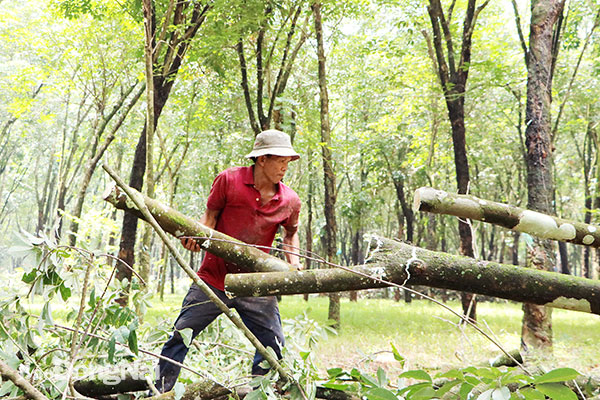 Sau khi được cưa cắt, gỗ cây cao su được vận chuyển khỏi khu vực xây dựng sân bay Long Thành để địa phương bàn giao mặt bằng sạch cho chủ đầu tư.