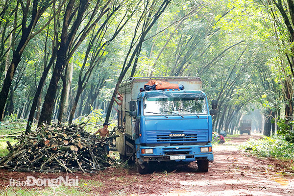 Các xe tải được đơn vị thanh lý huy động để vận chuyển cây cao su đã được cưa cắt về nơi tập kết.