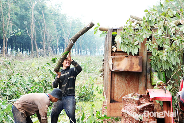 Do nền đất ẩm ướt, lầy lội nên các khu vực xa, xe công nông cũng được huy động để vận chuyển gỗ cao su.