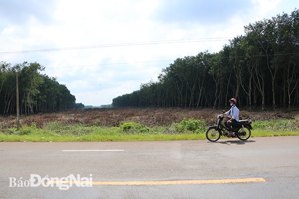 Khu vực đoạn giao giữa đường cao tốc Phan Thiết- Dầu Giây và quốc lộ 56 thuộc ấp Hàng Gòn, xã Hàng Gòn, TP.Long Khánh đã hoàn tất giải phóng mặt bằng