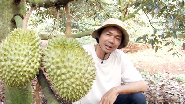 Sầu riêng VietGAP tại xã Xuân Định (H.Xuân Lộc). Ảnh: Hải Đình