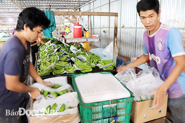 Thị trường xuất khẩu chuối đã dần ổn định. Trong ảnh: Đóng gói chuối xuất khẩu tại HTX Thương mại, dịch vụ, nông nghiệp Quyết Tiến (xã Xuân Mỹ, H.Cẩm Mỹ). Ảnh: B.Nguyên