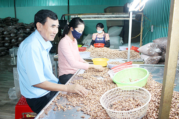 Ông Nguyễn Quang Huy, Giám đốc Công ty TNHH MTV Hoàng Linh Linh cùng công nhân lựa hạt điều xuất khẩu. Ảnh: Hoàng Lộc