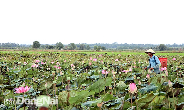 Nông dân xã Phú Điền (H.Tân Phú) chuyển đổi sang trồng sen trên ruộng lúa để nâng cao thu nhập