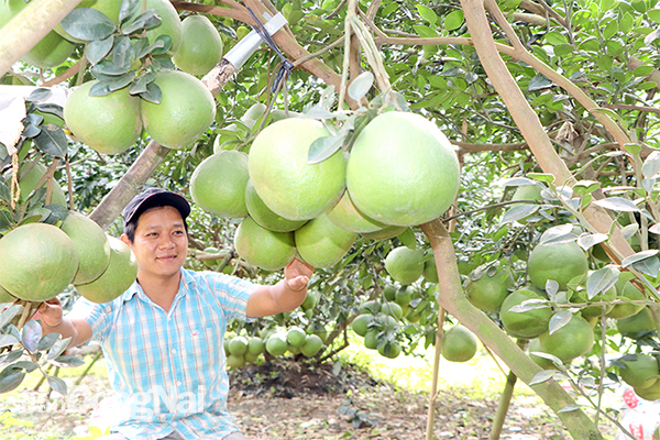 Huyện Vĩnh Cửu đang triển khai nhiều chương trình hỗ trợ nông dân chuyển đổi sản xuất theo hướng an toàn Trong ảnh: Vườn bưởi sản xuất theo hướng hữu cơ tại xã Bình Lợi