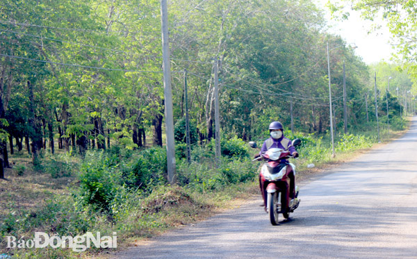 Khu vực này sẽ phát triển Khu công nghiệp Long Đức 3 (H.Long Thành). Ảnh: H.Giang