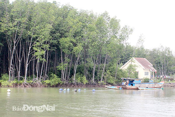 Rừng ngập mặn ở H.Nhơn Trạch