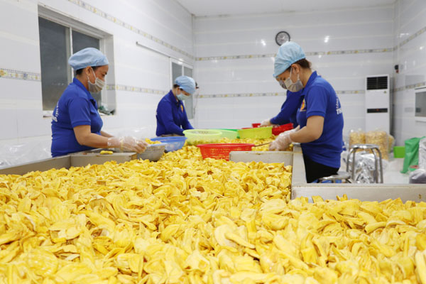 Chế biến trái cây sấy tại Công ty TNHH Thương mại sản xuất Thuận Hương (H.Định Quán). Ảnh: B.Nguyên