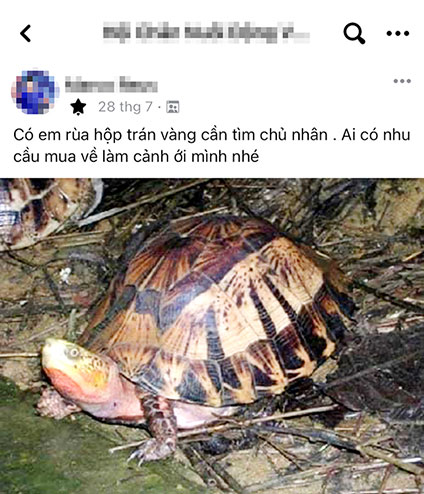 Một con rùa được quảng cáo là rùa hộp trán vàng (loài nguy cấp, quý hiếm) được rao bán công khai trên mạng xã hội. Ảnh: Chụp màn hình